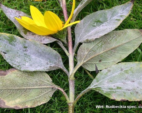 Golovinomyces_cichoracearum var. latisporus Golovinomyces cichoracearum var. latisporus (U. Braun 1983) U. Braun 1999 Wirt: Rudbeckia spec. - Sonnenhut Bildautor: Detlef Emgenbroich Fundort: Gifhorn (...